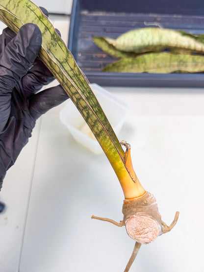 Sansevieria Kirkii Pepito (6) | Rare House Plant