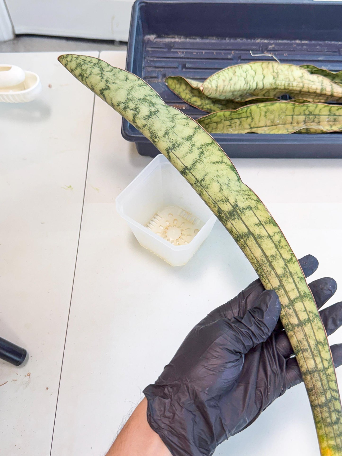 Sansevieria Kirkii Pepito (6) | Rare House Plant
