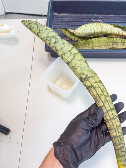 Sansevieria Kirkii Pepito (6) | Rare House Plant
