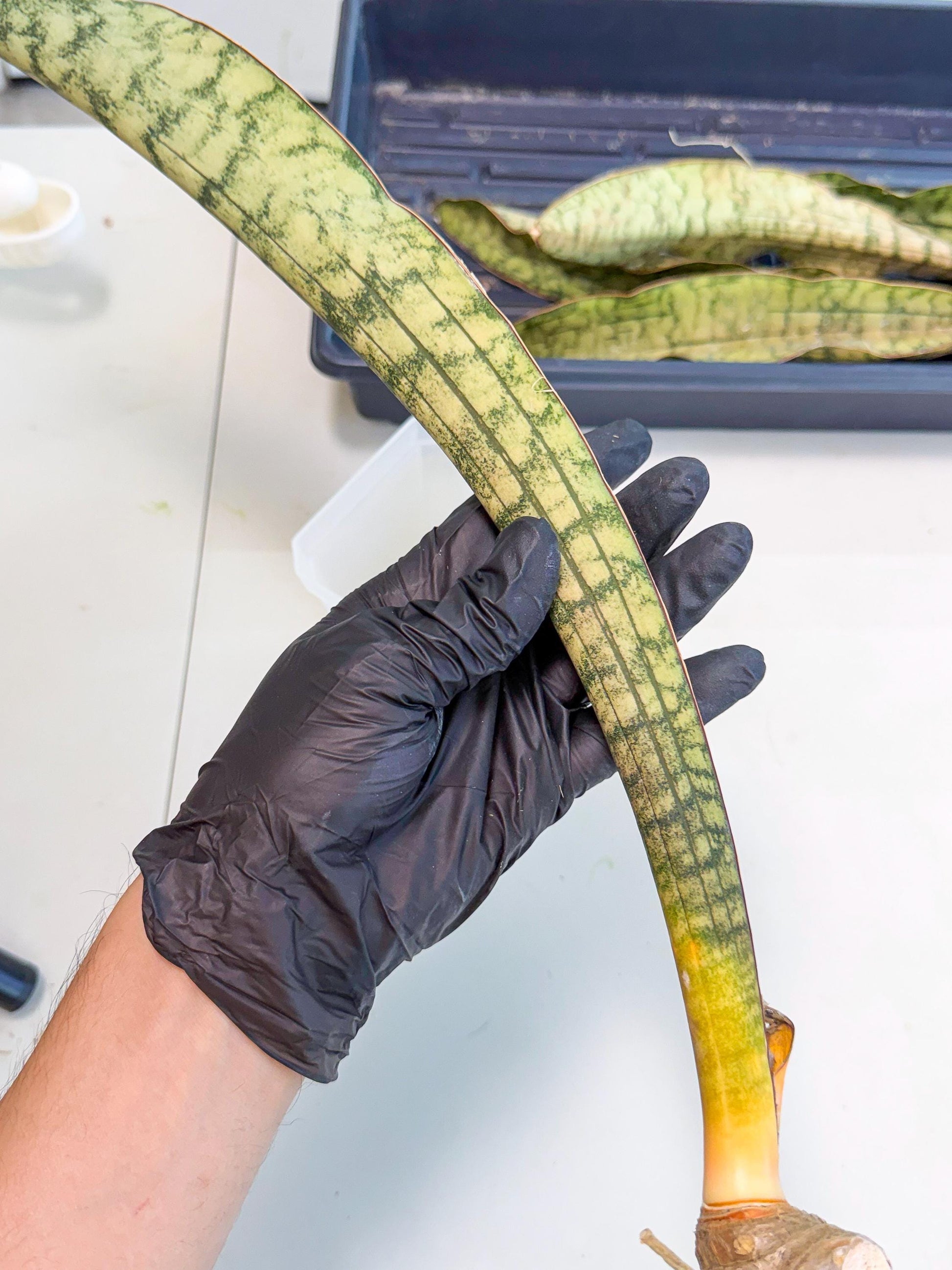 Sansevieria Kirkii Pepito (6) | Rare House Plant