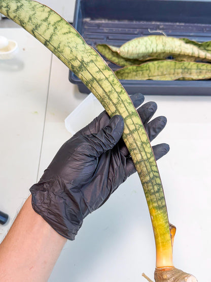 Sansevieria Kirkii Pepito (6) | Rare House Plant