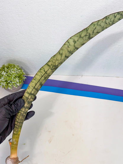 Sansevieria Kirkii Pepito (6) | Rare House Plant