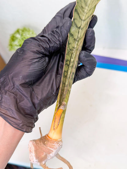 Sansevieria Kirkii Pepito (6) | Rare House Plant