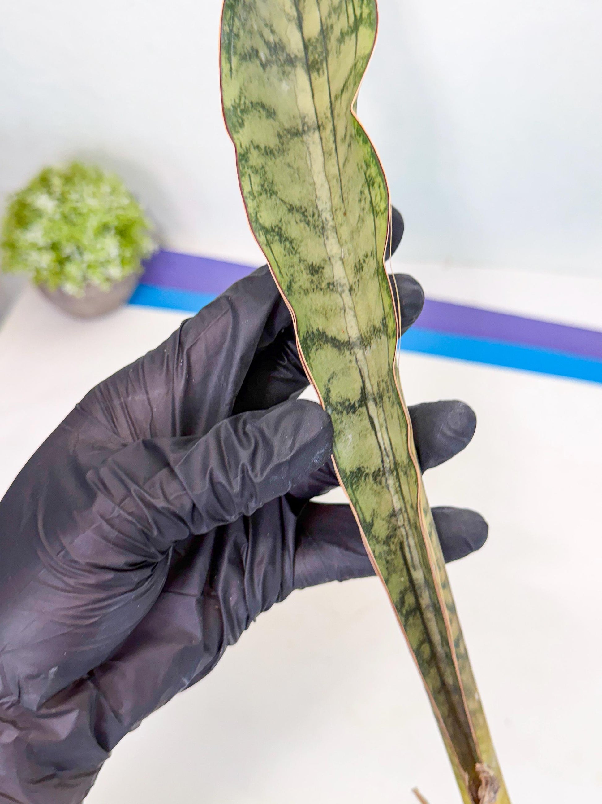 Sansevieria Kirkii Pepito (6) | Rare House Plant