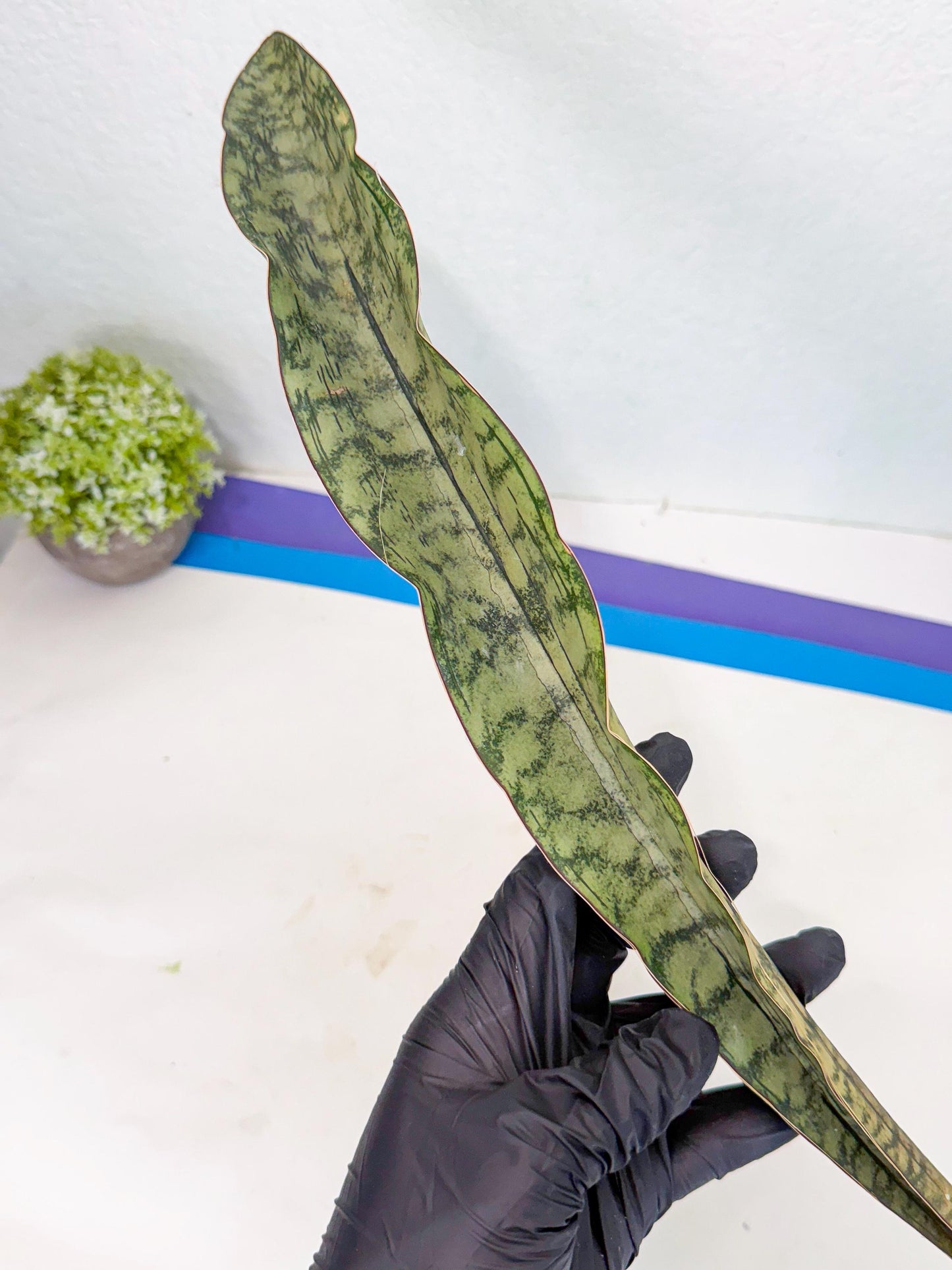 Sansevieria Kirkii Pepito (6) | Rare House Plant