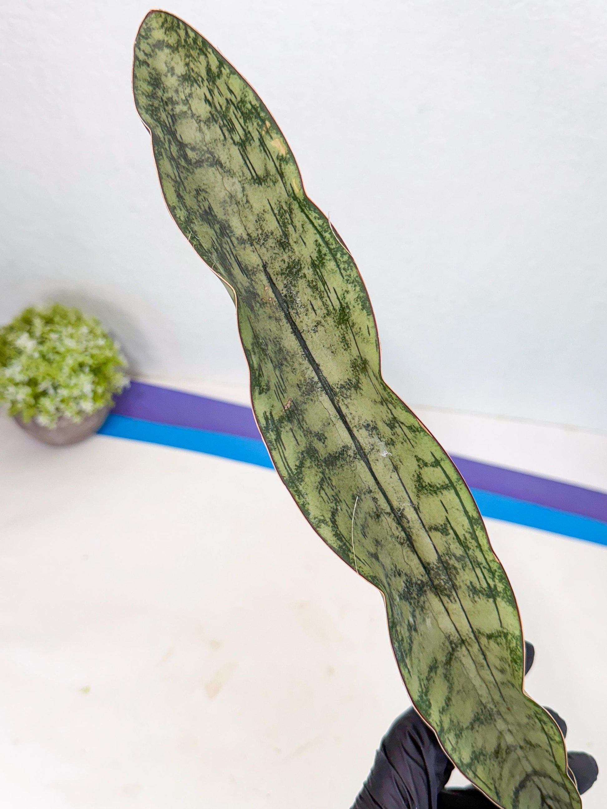Sansevieria Kirkii Pepito (6) | Rare House Plant