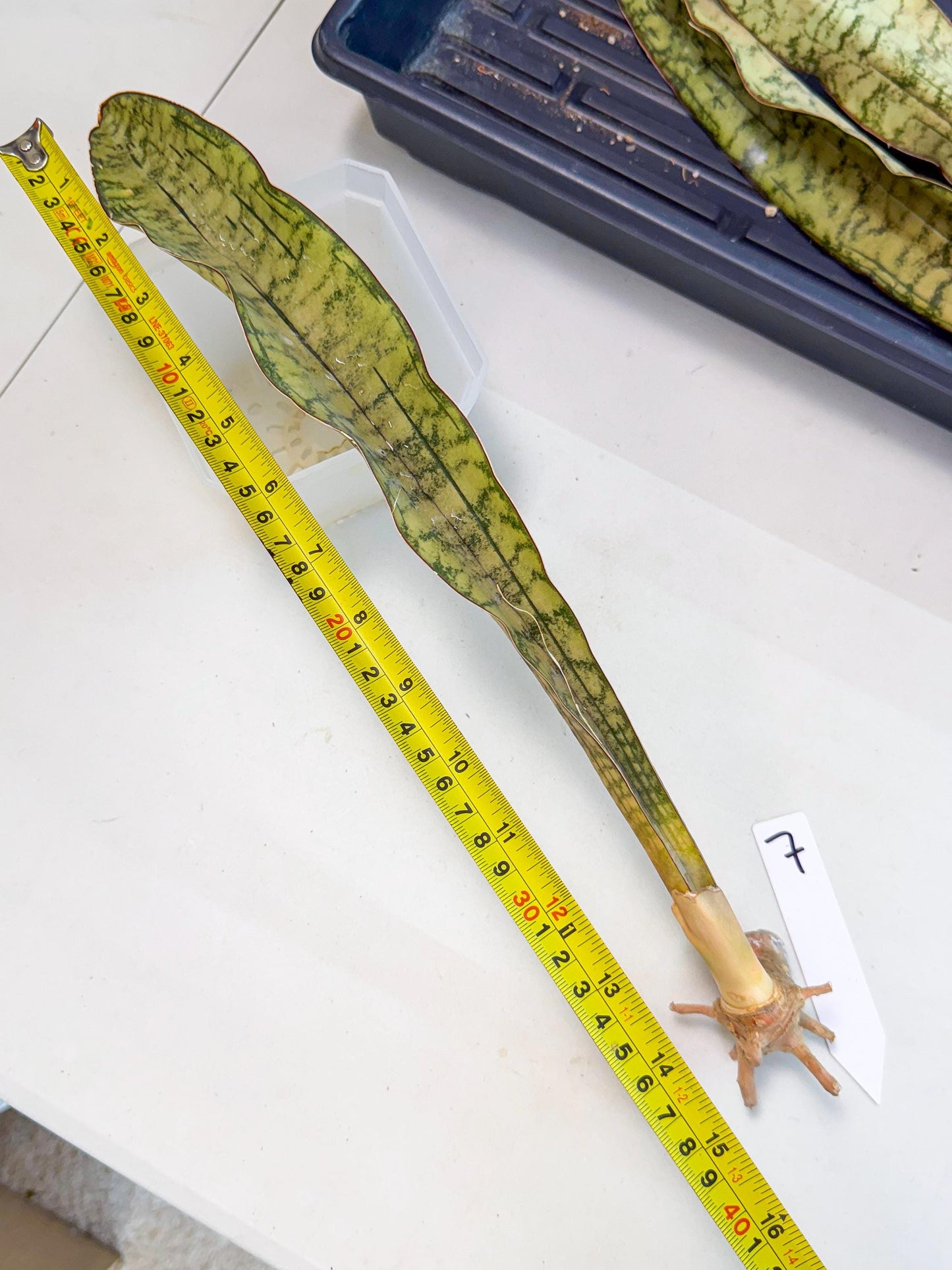 Sansevieria Kirkii Pepito (7) | Rare House Plant