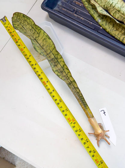 Sansevieria Kirkii Pepito (7) | Rare House Plant