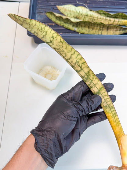 Sansevieria Kirkii Pepito (7) | Rare House Plant