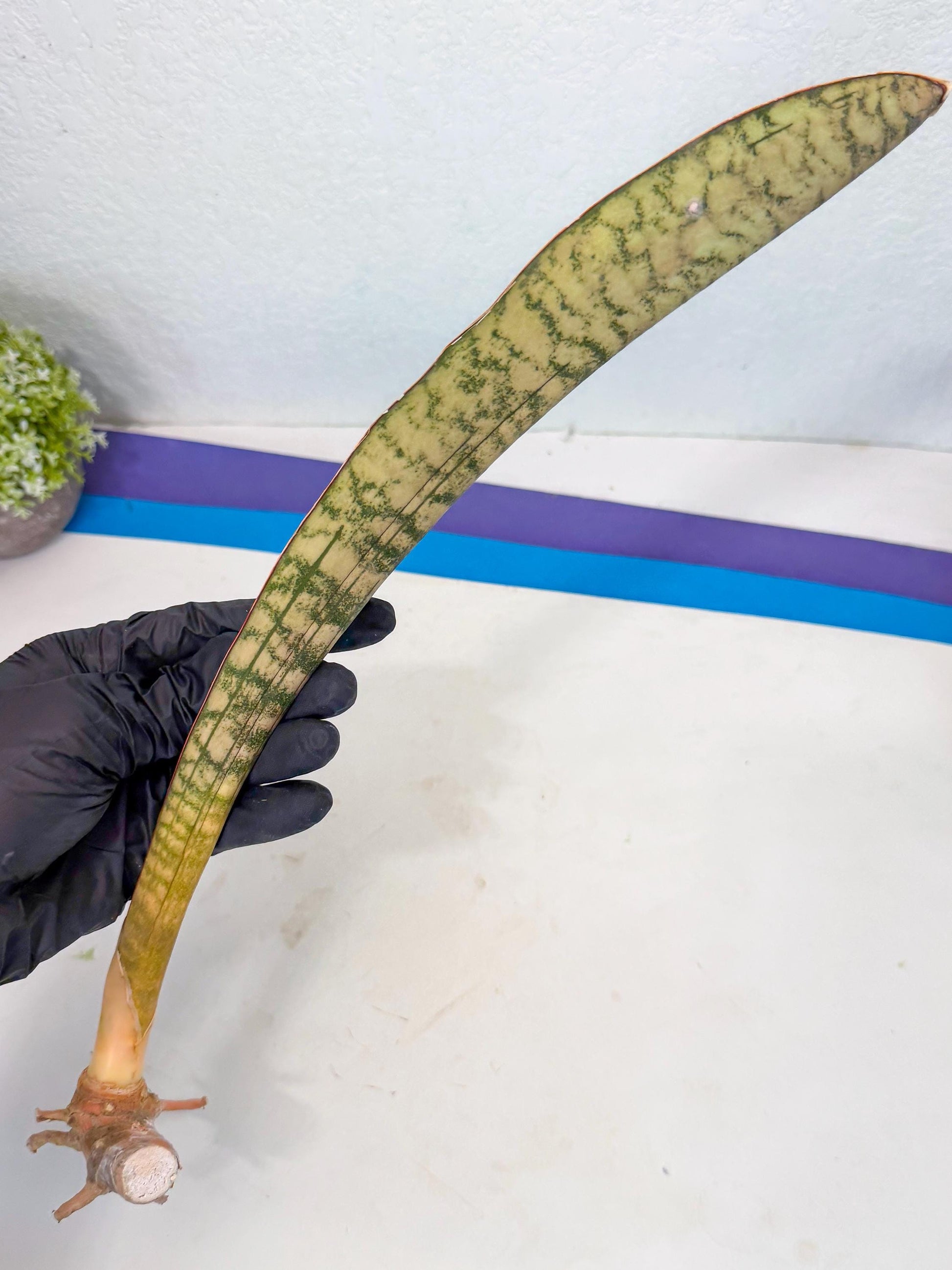 Sansevieria Kirkii Pepito (7) | Rare House Plant