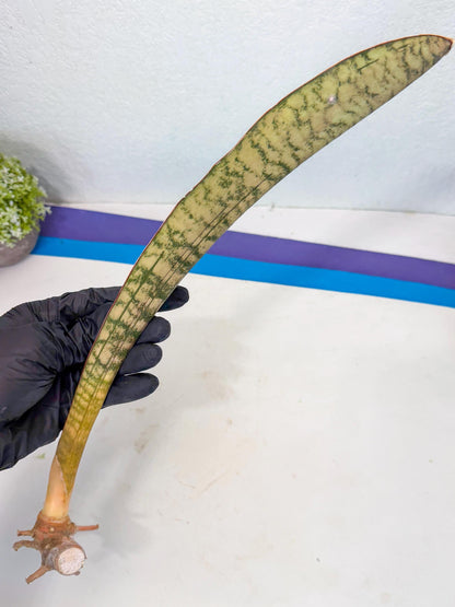 Sansevieria Kirkii Pepito (7) | Rare House Plant