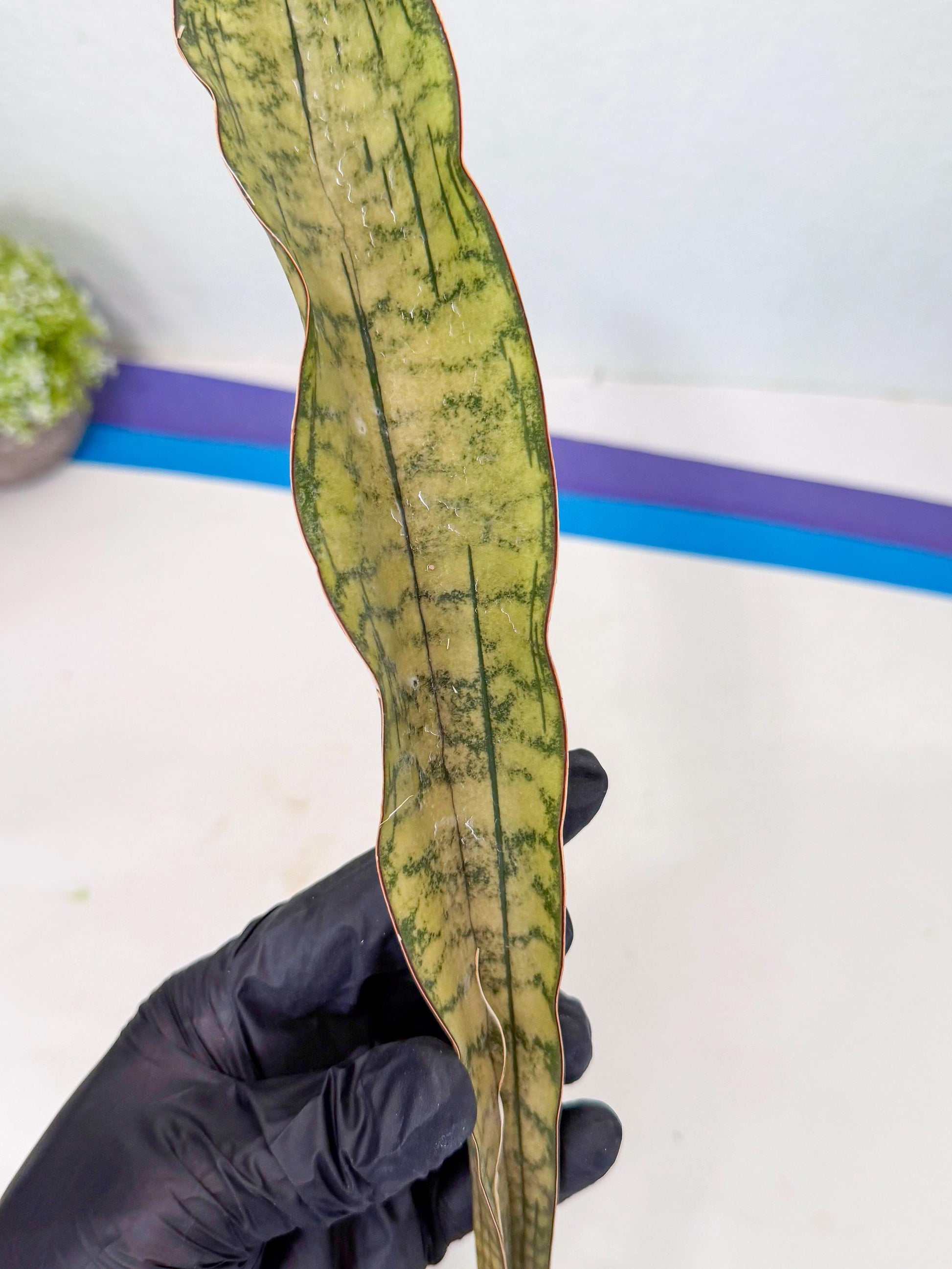 Sansevieria Kirkii Pepito (7) | Rare House Plant