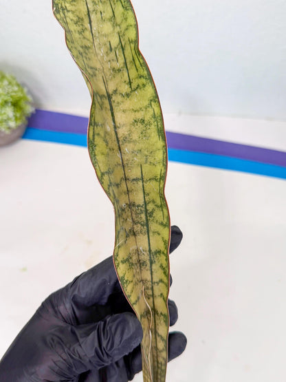 Sansevieria Kirkii Pepito (7) | Rare House Plant