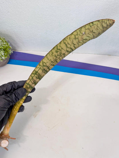 Sansevieria Kirkii Pepito (7) | Rare House Plant