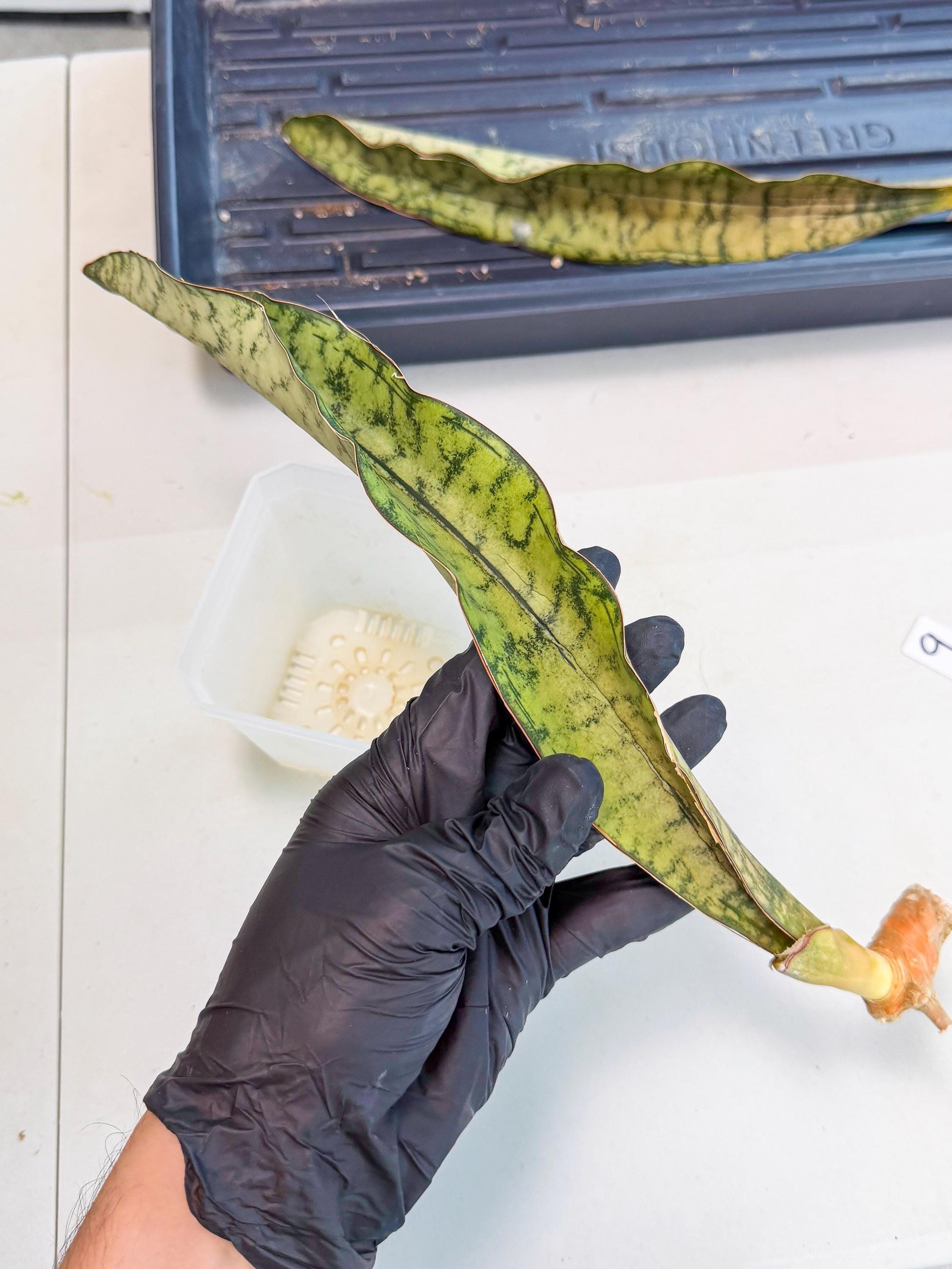 Sansevieria Kirkii Pepito (9) | Rare House Plant
