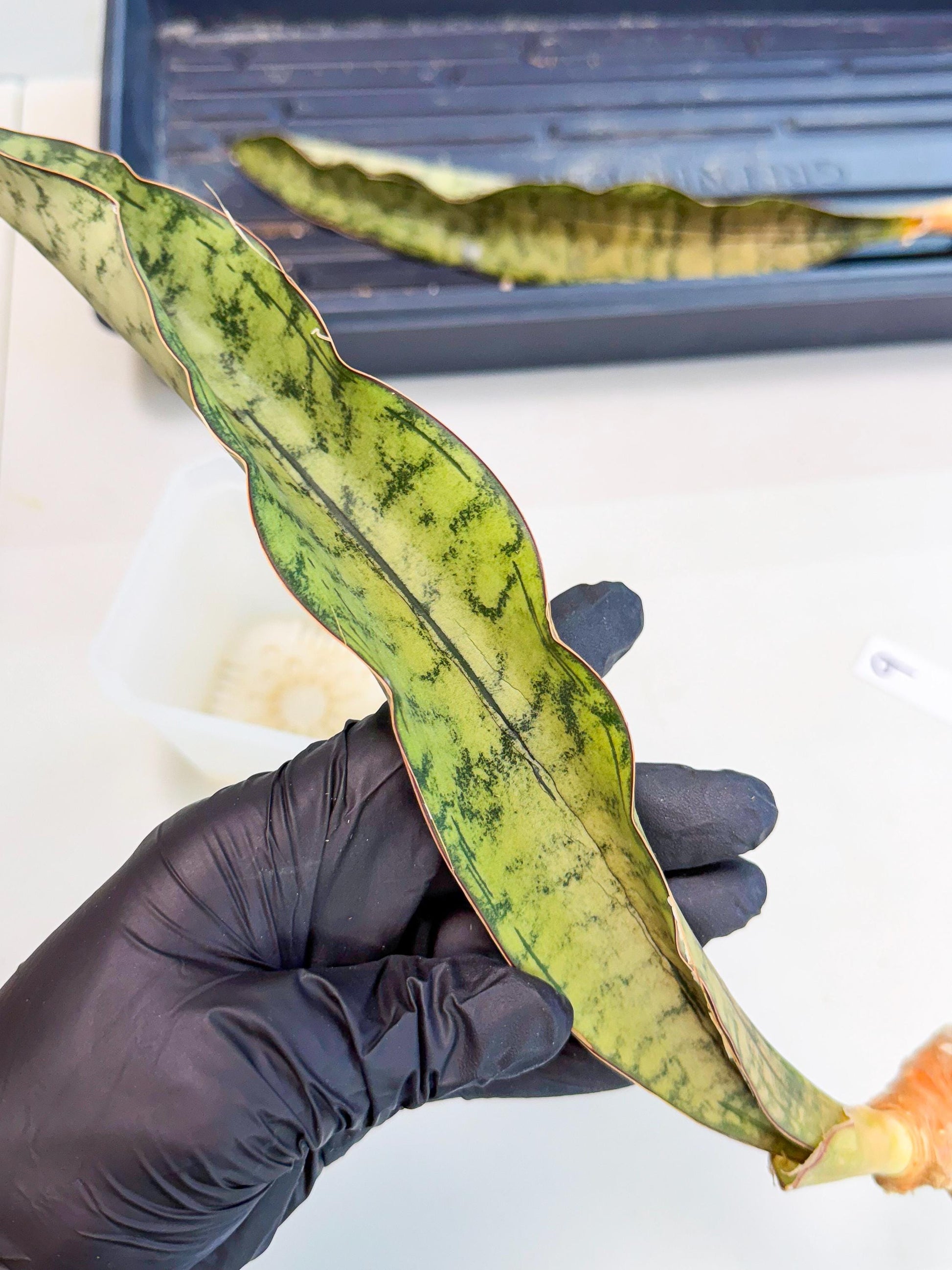 Sansevieria Kirkii Pepito (9) | Rare House Plant