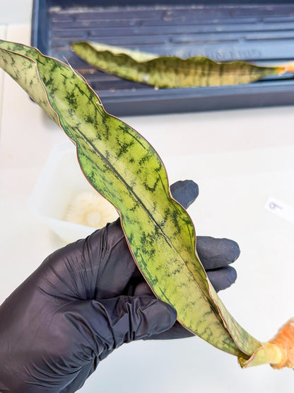 Sansevieria Kirkii Pepito (9) | Rare House Plant