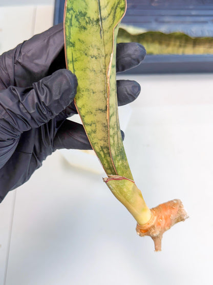Sansevieria Kirkii Pepito (9) | Rare House Plant