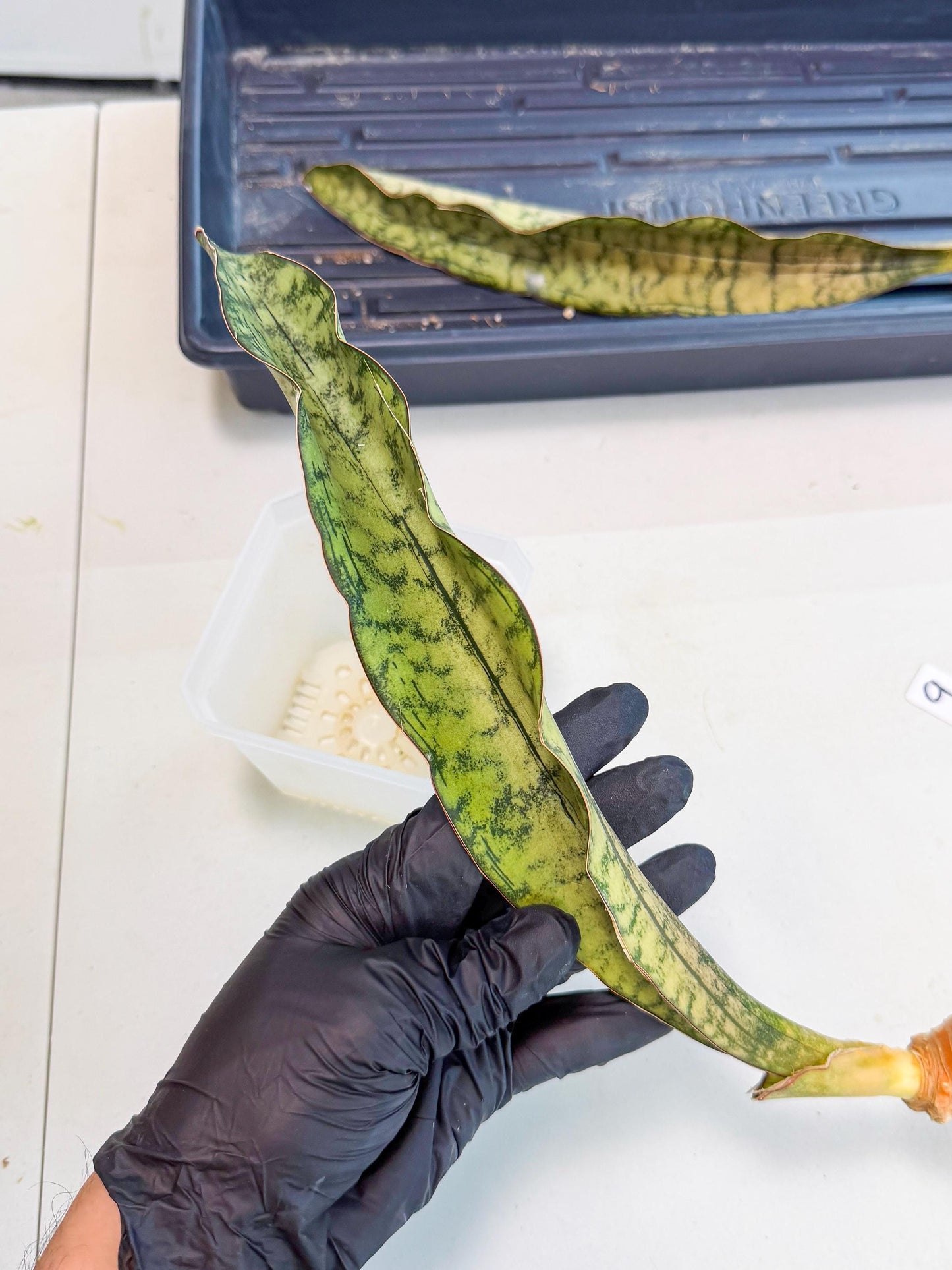 Sansevieria Kirkii Pepito (9) | Rare House Plant