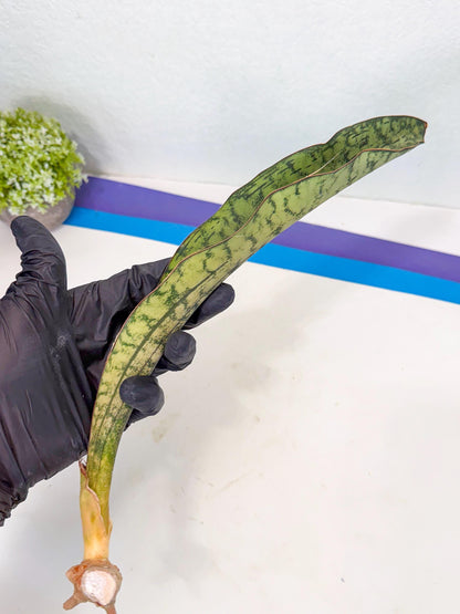 Sansevieria Kirkii Pepito (9) | Rare House Plant