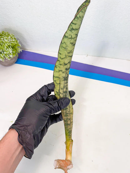 Sansevieria Kirkii Pepito (9) | Rare House Plant