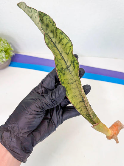 Sansevieria Kirkii Pepito (9) | Rare House Plant