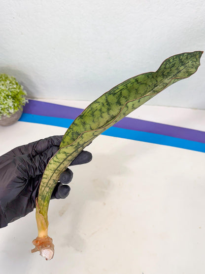 Sansevieria Kirkii Pepito (9) | Rare House Plant