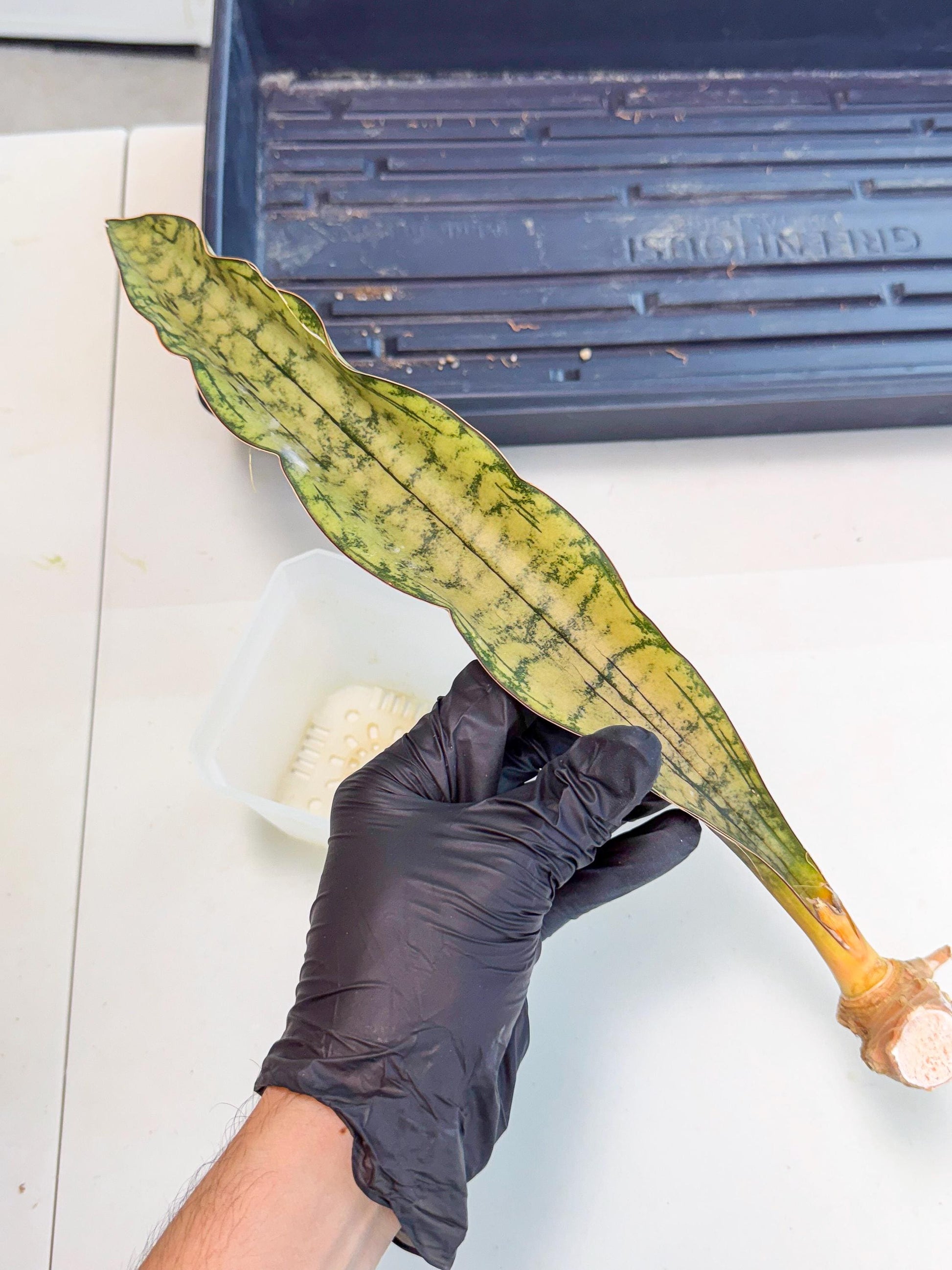 Sansevieria Kirkii Pepito (10) | Rare House Plant
