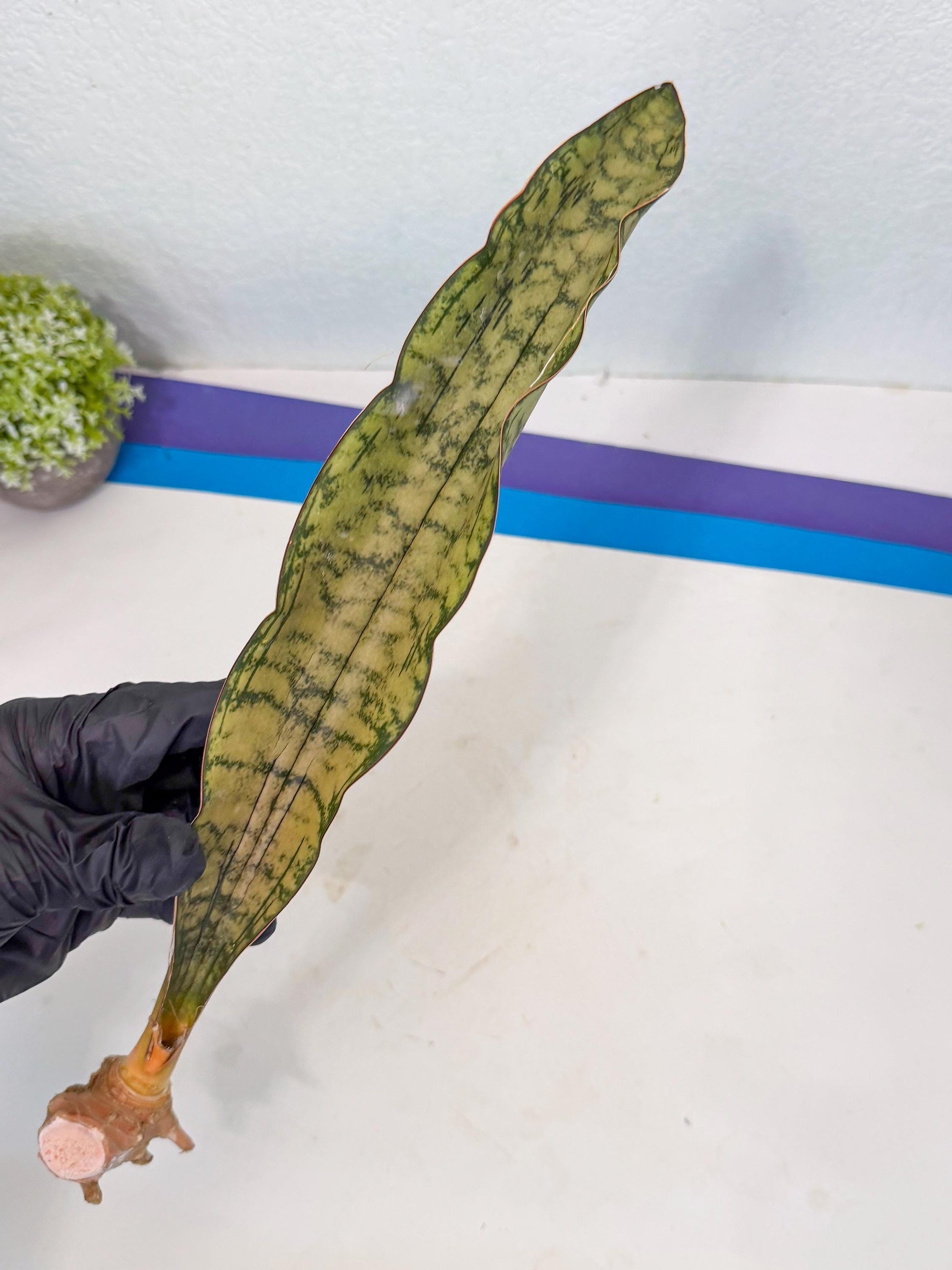 Sansevieria Kirkii Pepito (10) | Rare House Plant