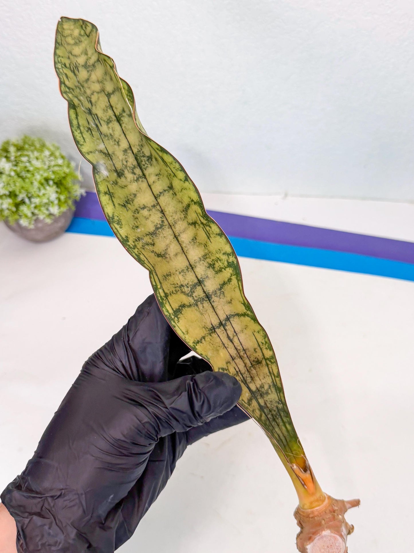 Sansevieria Kirkii Pepito (10) | Rare House Plant