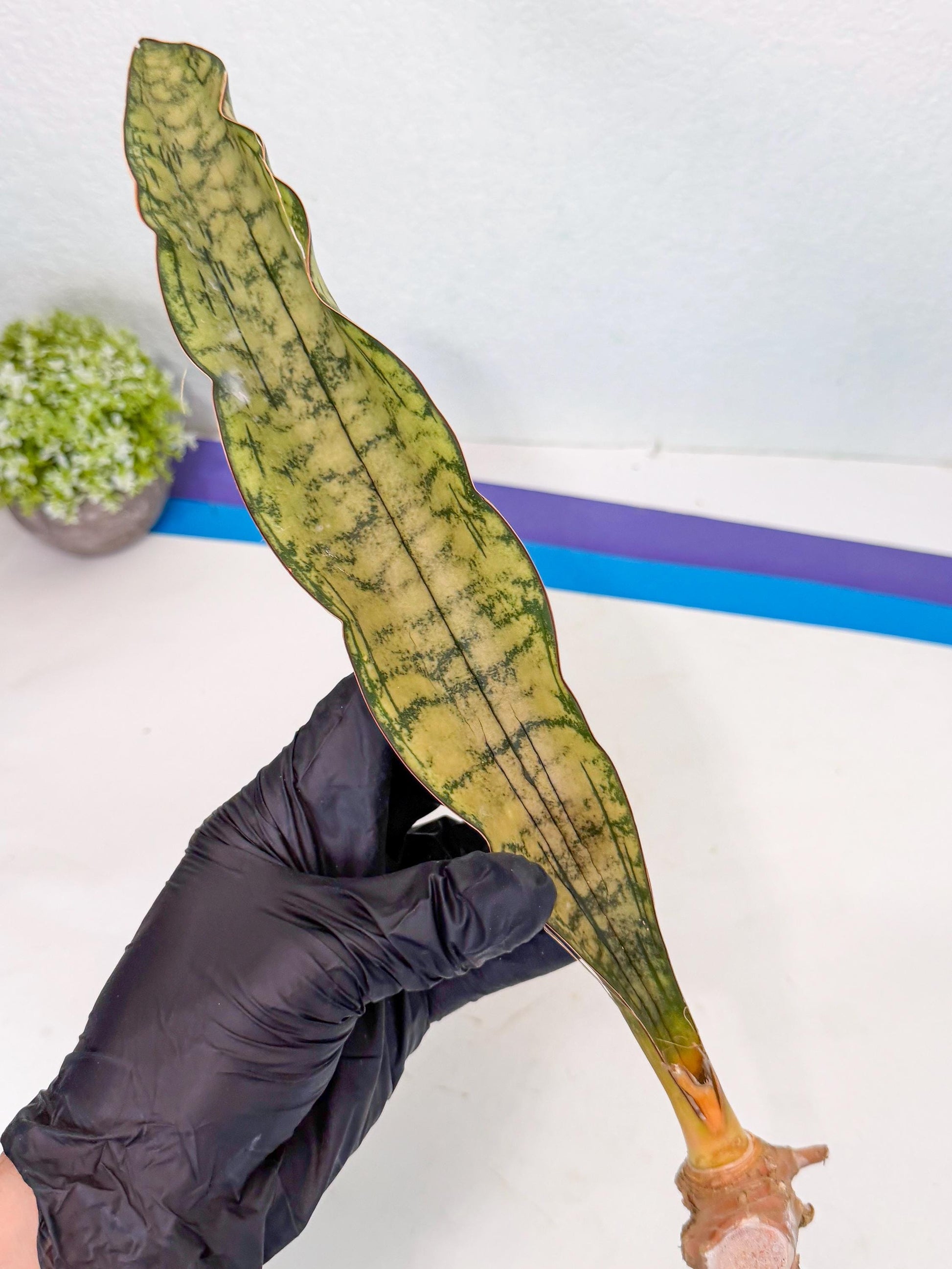 Sansevieria Kirkii Pepito (10) | Rare House Plant