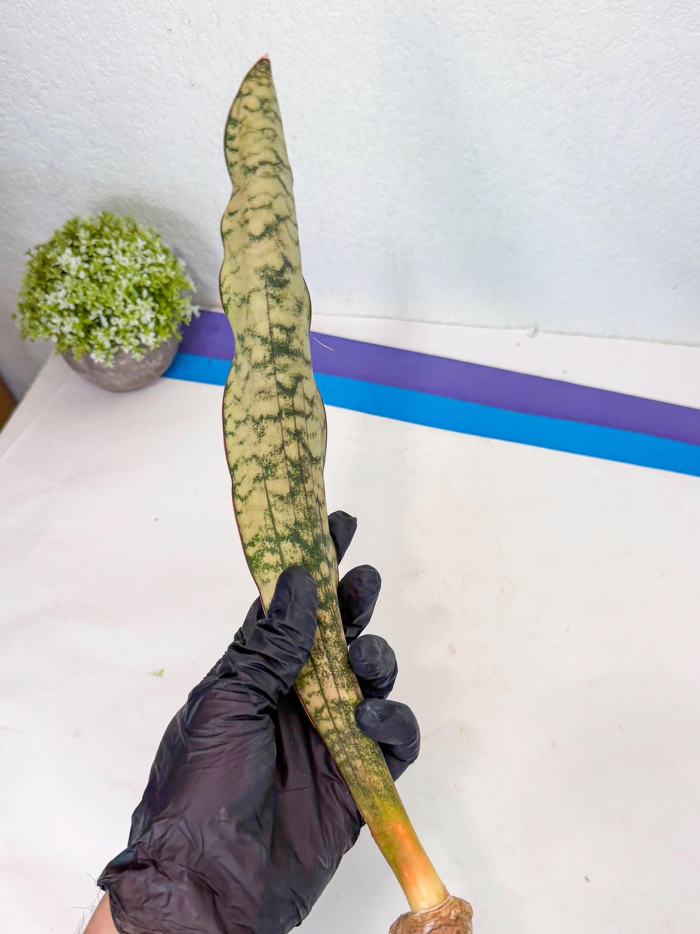 Sansevieria Kirkii Pepito (10) | Rare House Plant