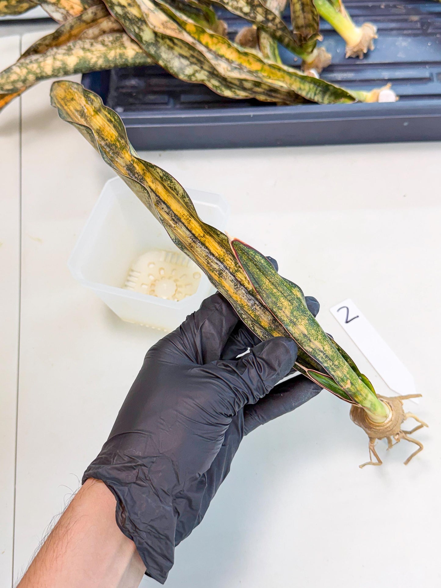 Sansevieria Kirkii Coppertone Var (2) | For Advanced Grower