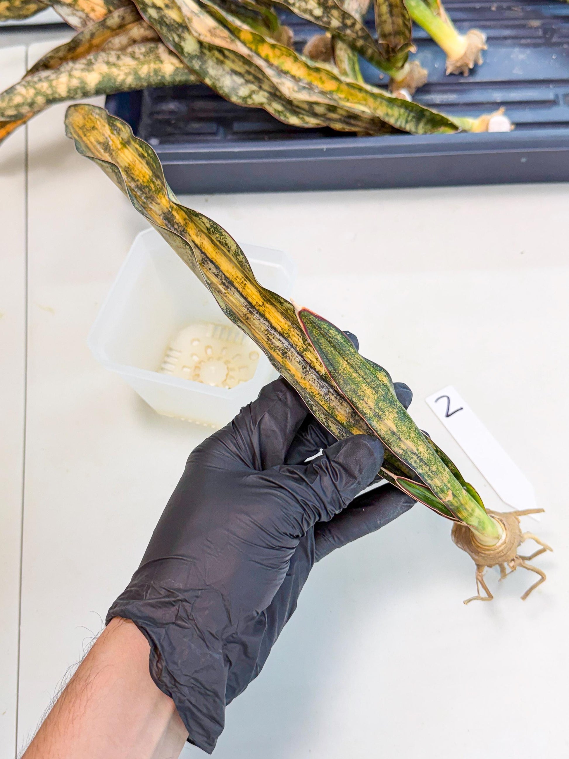 Sansevieria Kirkii Coppertone Var (2) | For Advanced Grower