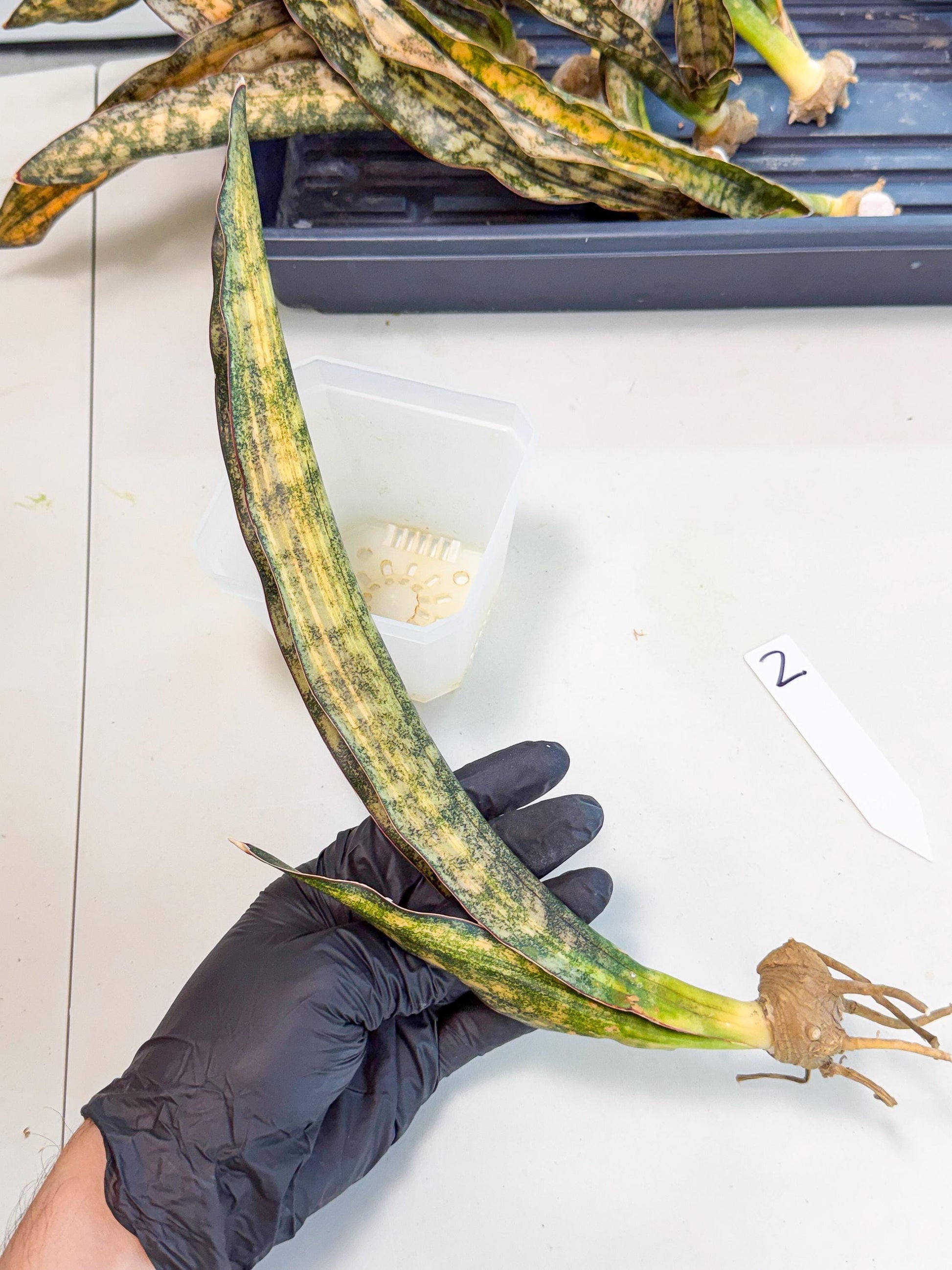 Sansevieria Kirkii Coppertone Var (2) | For Advanced Grower