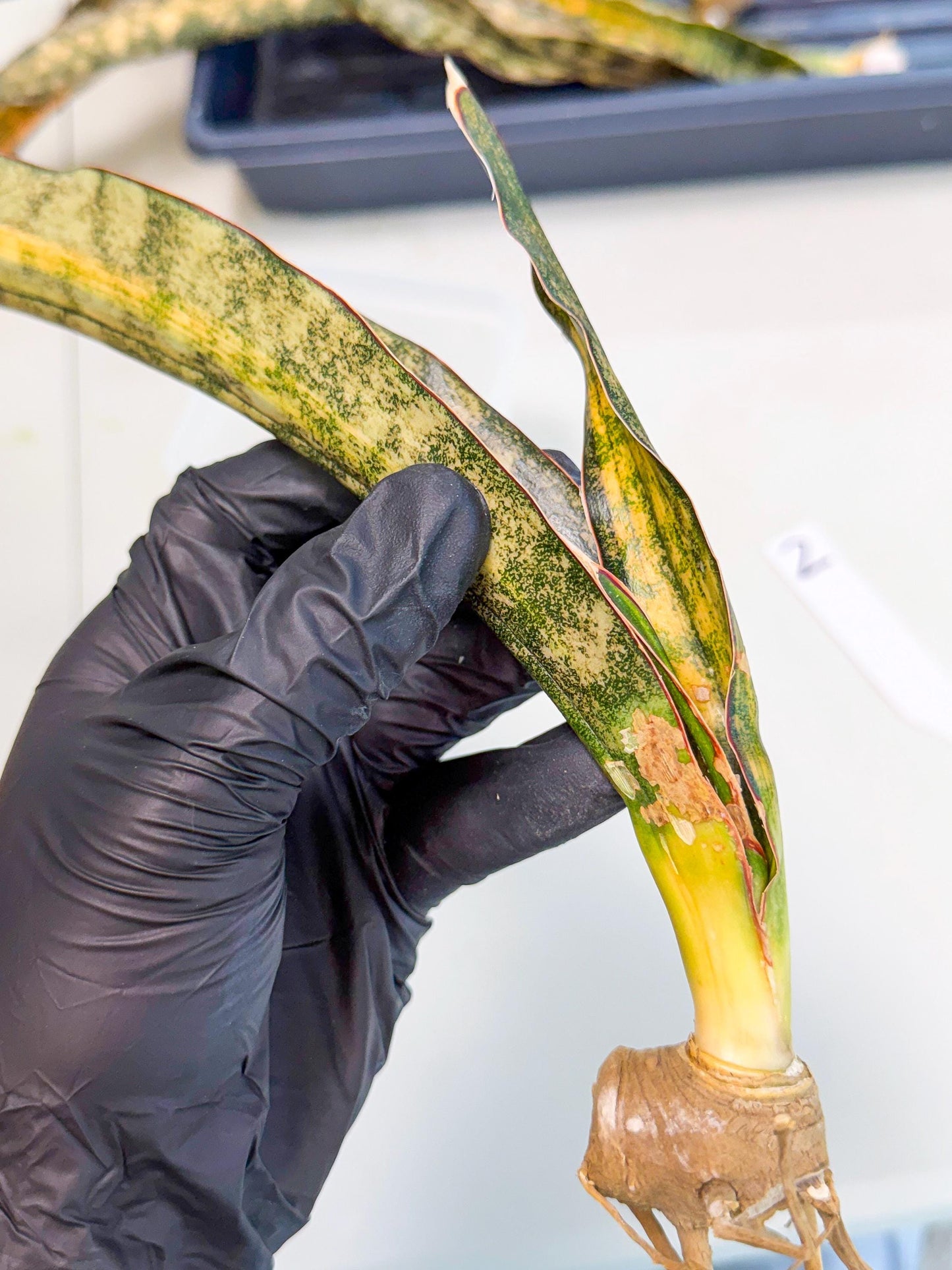 Sansevieria Kirkii Coppertone Var (2) | For Advanced Grower