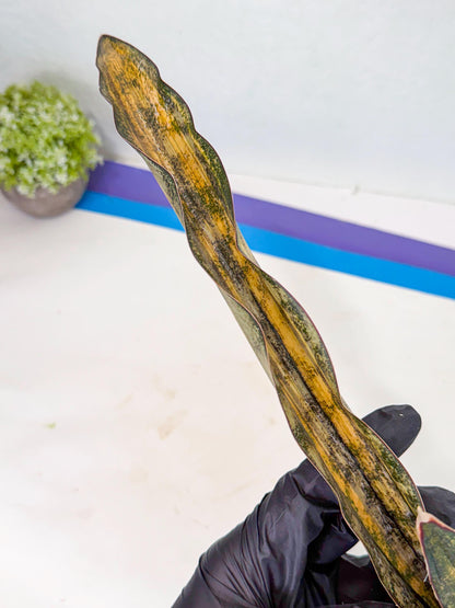 Sansevieria Kirkii Coppertone Var (2) | For Advanced Grower