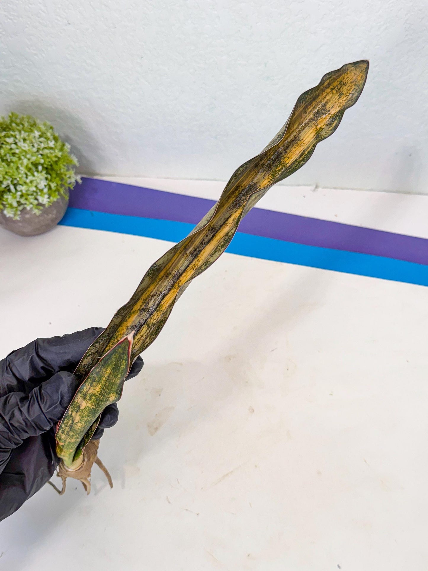 Sansevieria Kirkii Coppertone Var (2) | For Advanced Grower