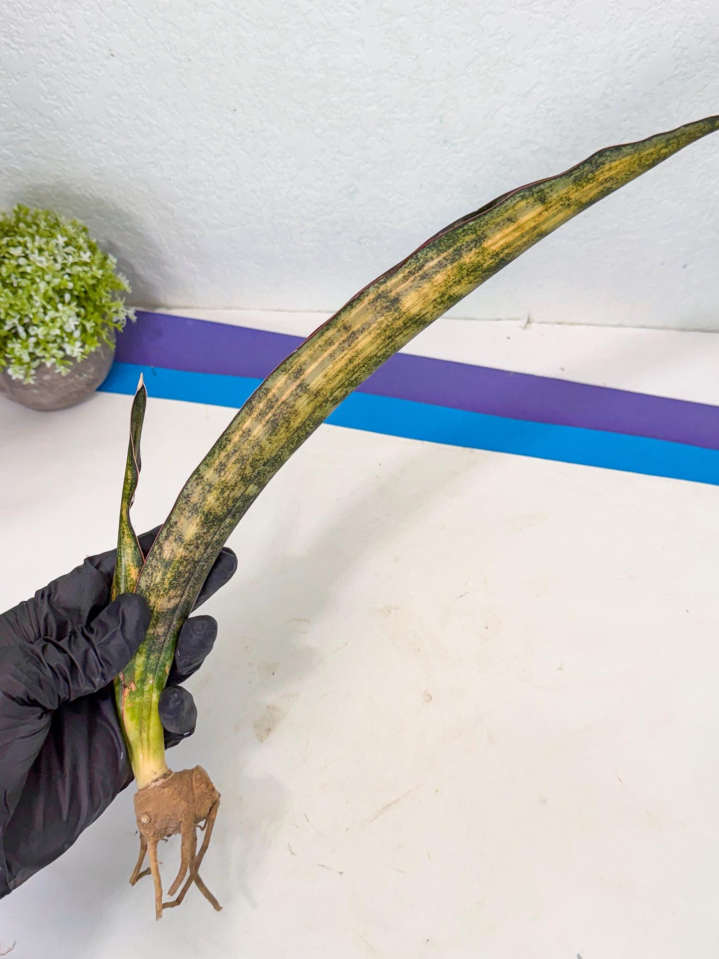 Sansevieria Kirkii Coppertone Var (2) | For Advanced Grower
