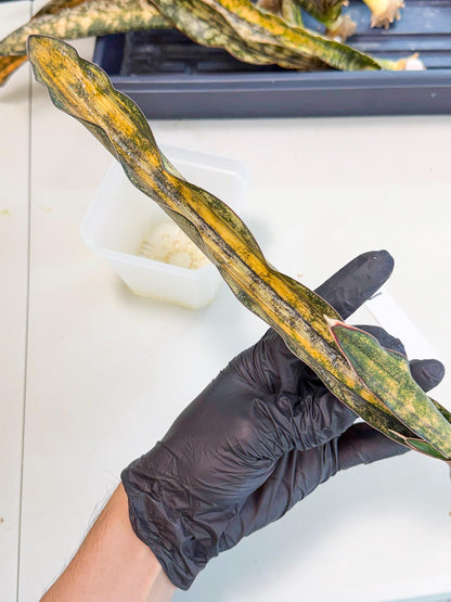 Sansevieria Kirkii Coppertone Var (2) | For Advanced Grower