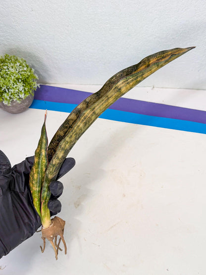 Sansevieria Kirkii Coppertone Var (2) | For Advanced Grower