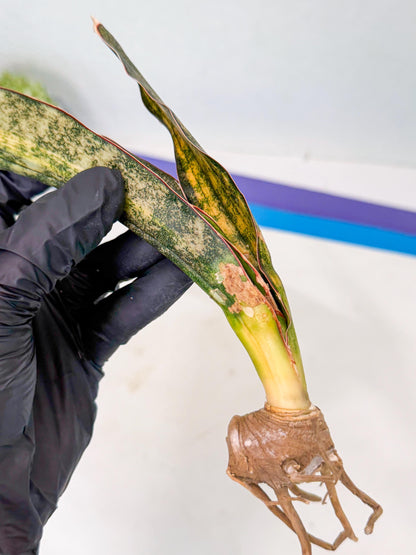 Sansevieria Kirkii Coppertone Var (2) | For Advanced Grower