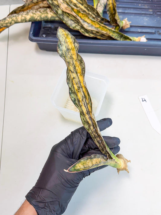 Sansevieria Kirkii Coppertone Var (4) | For Advanced Grower