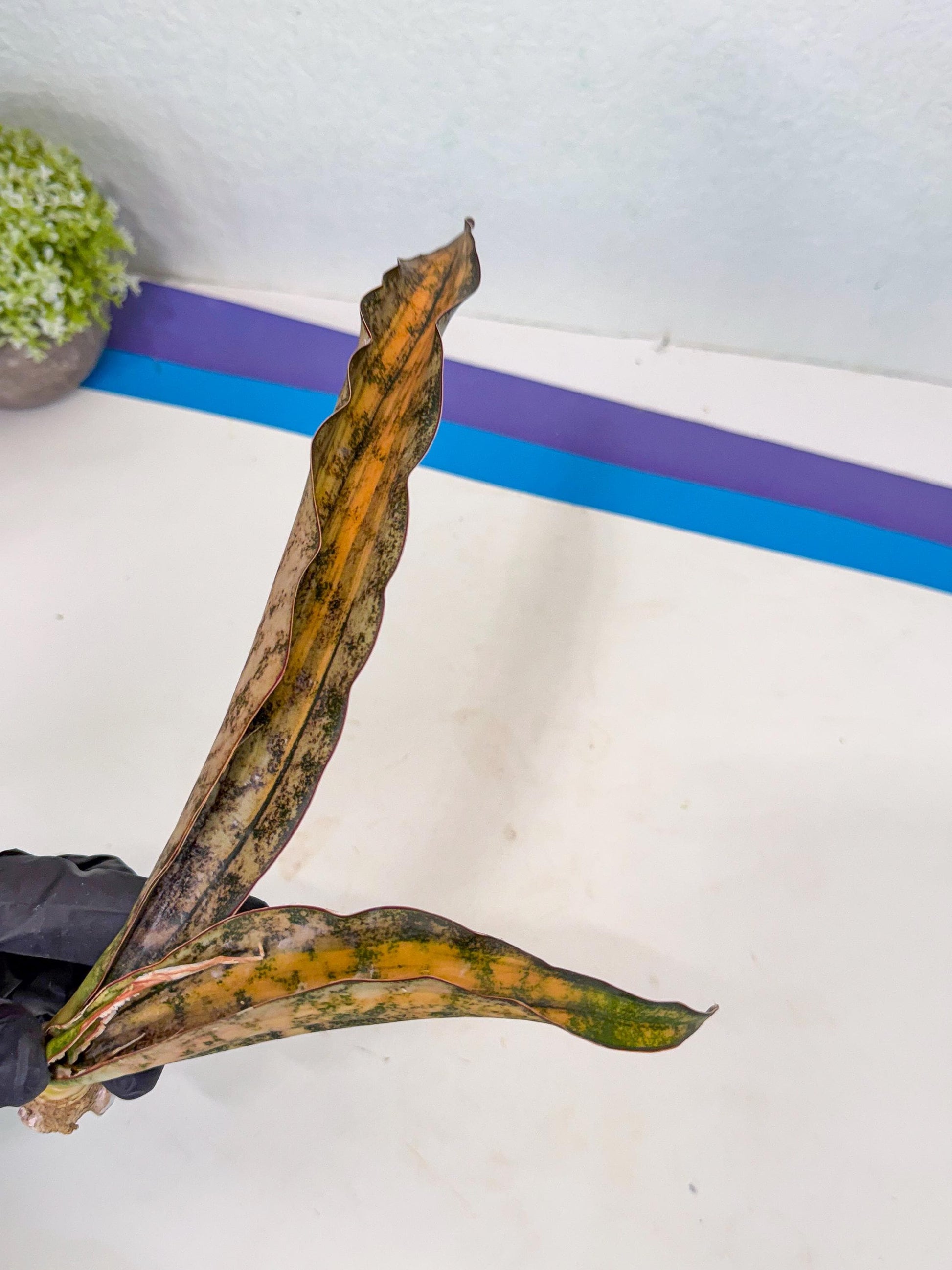 Sansevieria Kirkii Coppertone Var (8) | For Advanced Grower