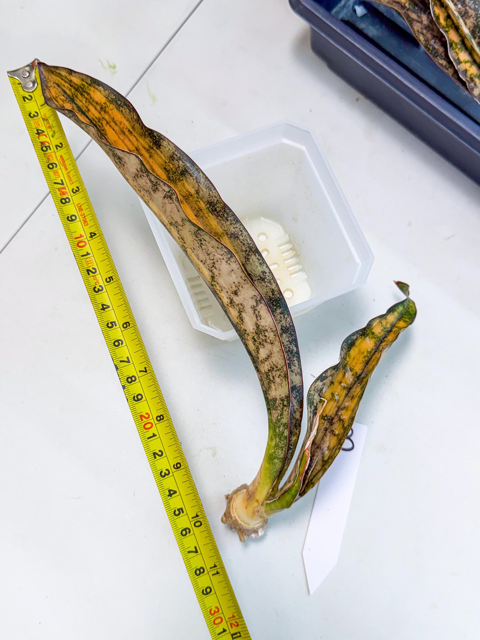 Sansevieria Kirkii Coppertone Var (8) | For Advanced Grower