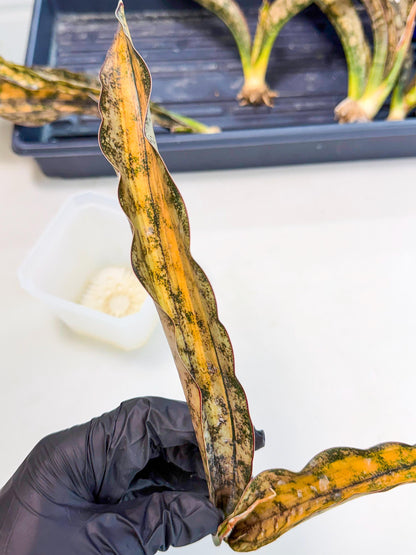 Sansevieria Kirkii Coppertone Var (8) | For Advanced Grower
