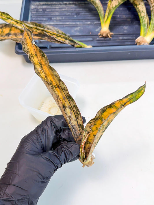 Sansevieria Kirkii Coppertone Var (8) | For Advanced Grower