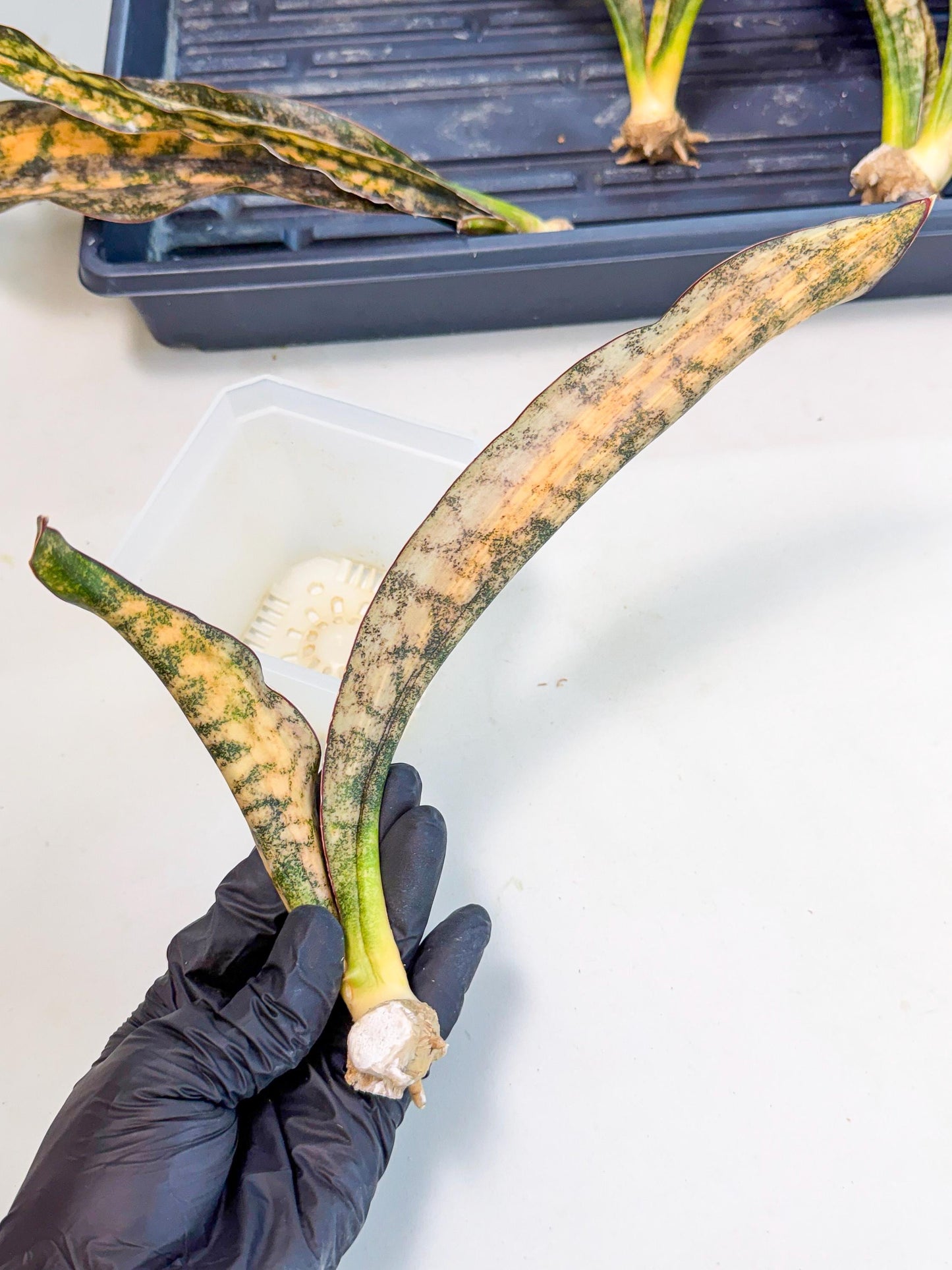 Sansevieria Kirkii Coppertone Var (8) | For Advanced Grower