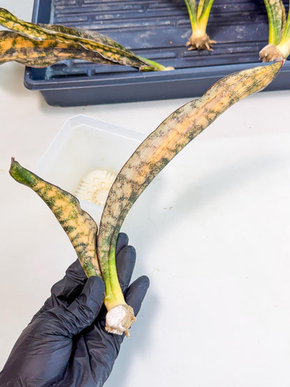 Sansevieria Kirkii Coppertone Var (8) | For Advanced Grower