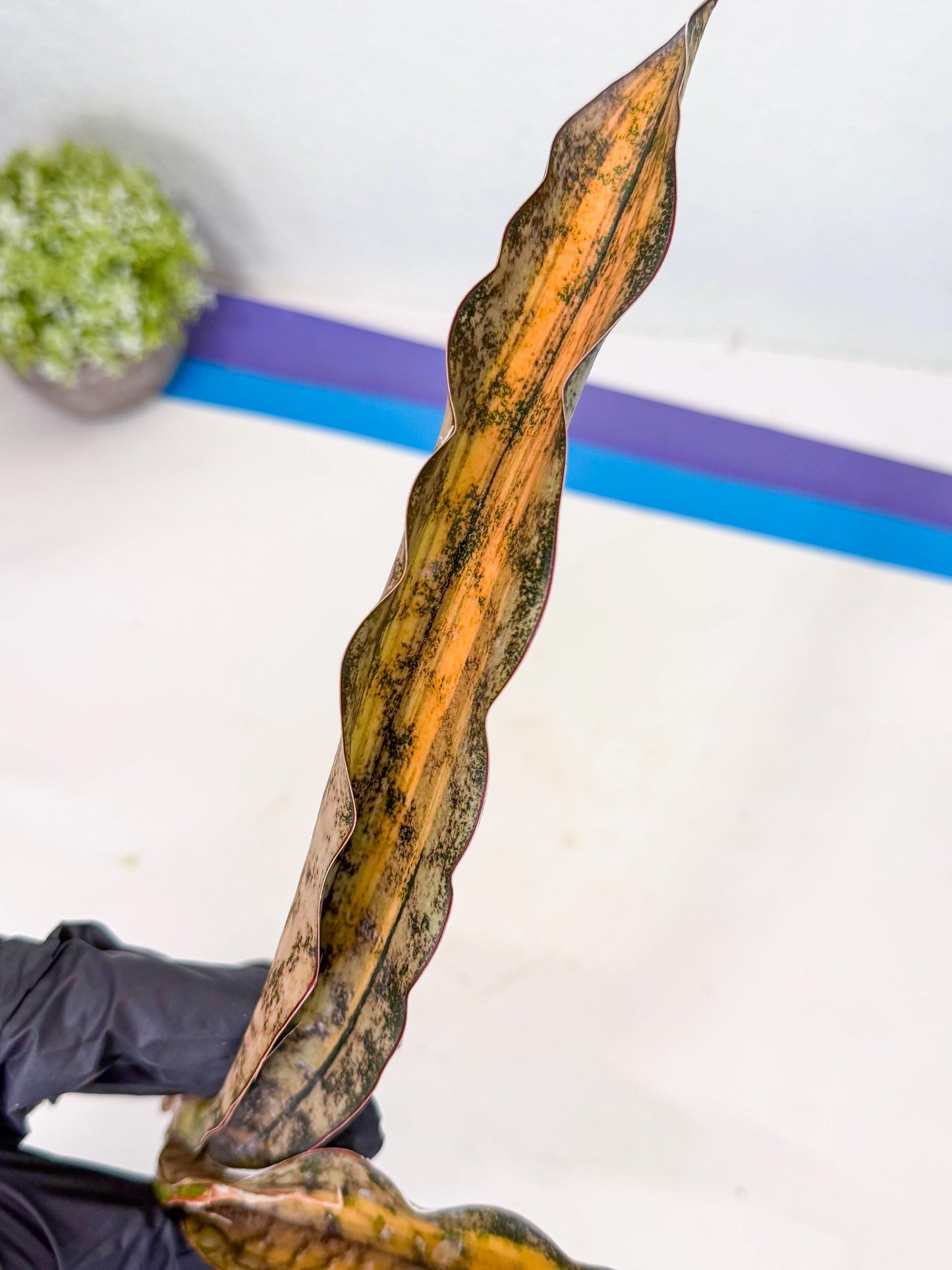 Sansevieria Kirkii Coppertone Var (8) | For Advanced Grower